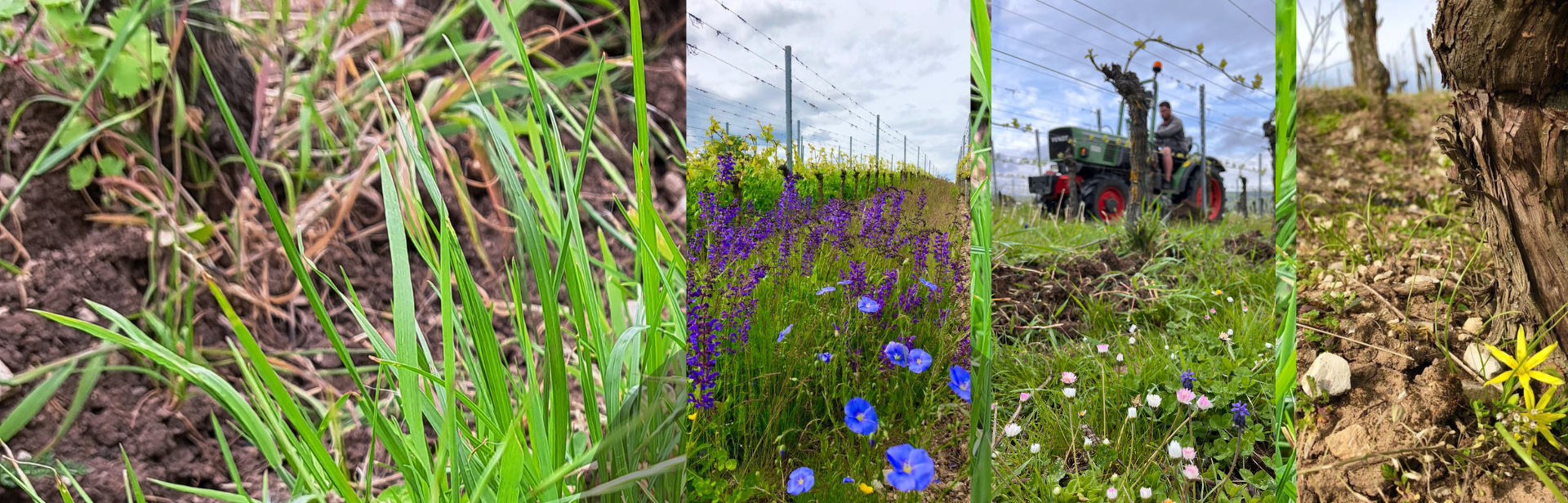 sol entre ceps de vignes